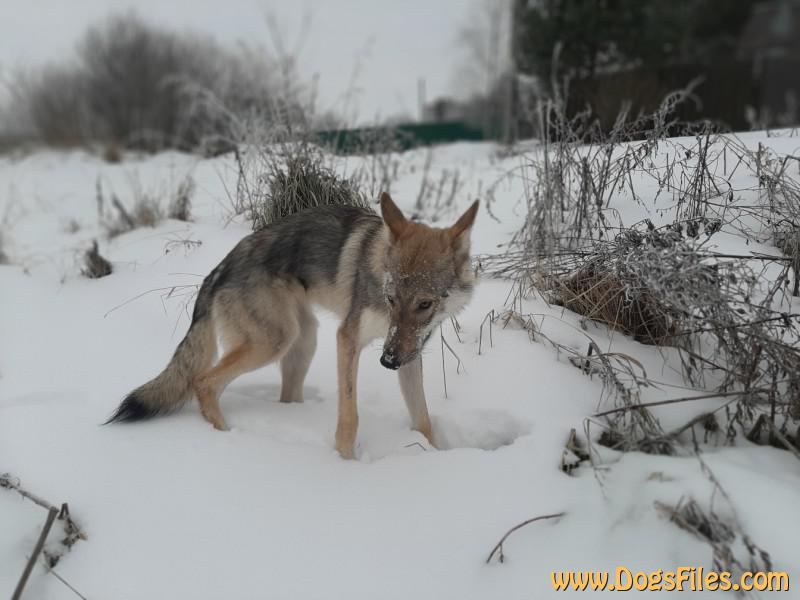 Dog Photo