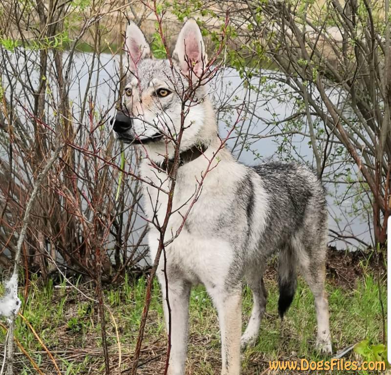 Dog Photo