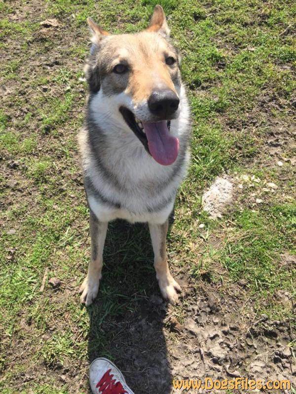 Dog Photo
