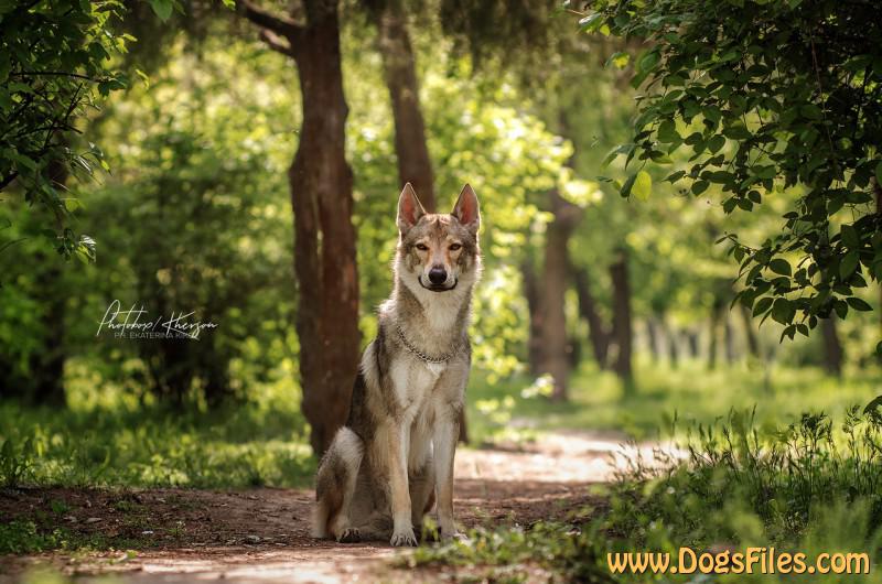 Dog Photo