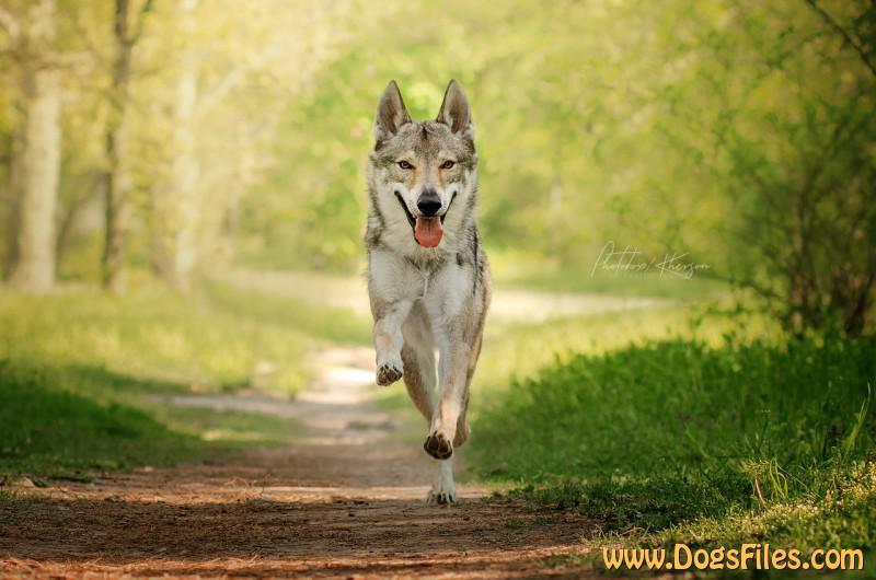 Dog Photo