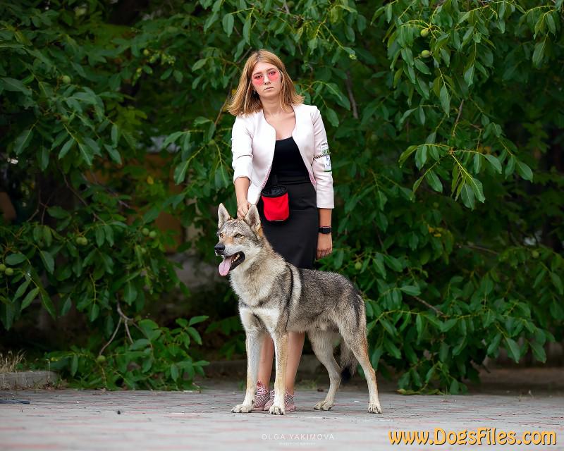 Dog Photo