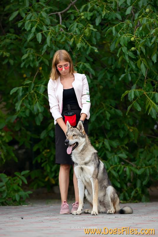 Dog Photo