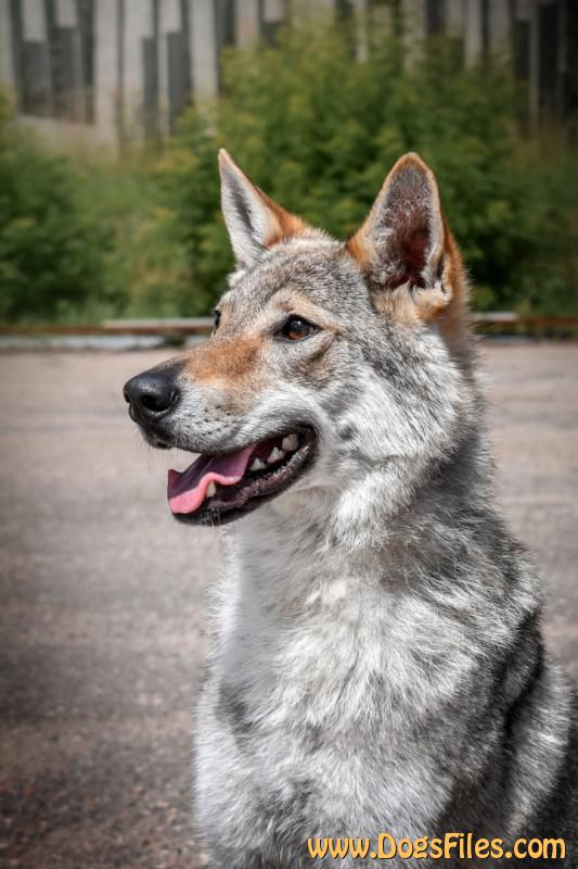 Dog Photo