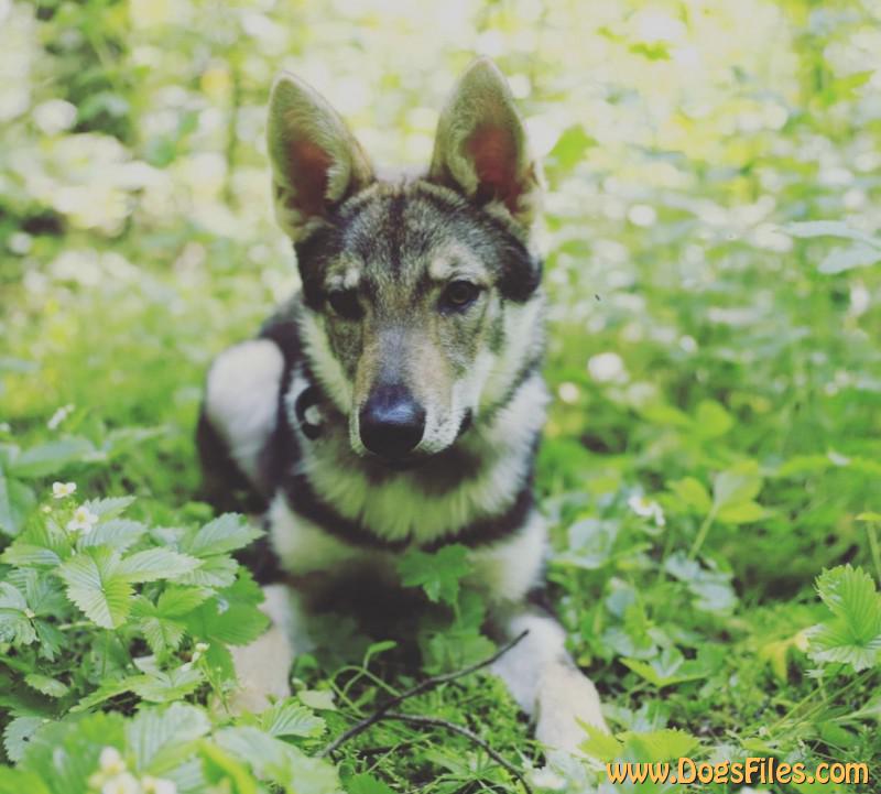 Dog Photo