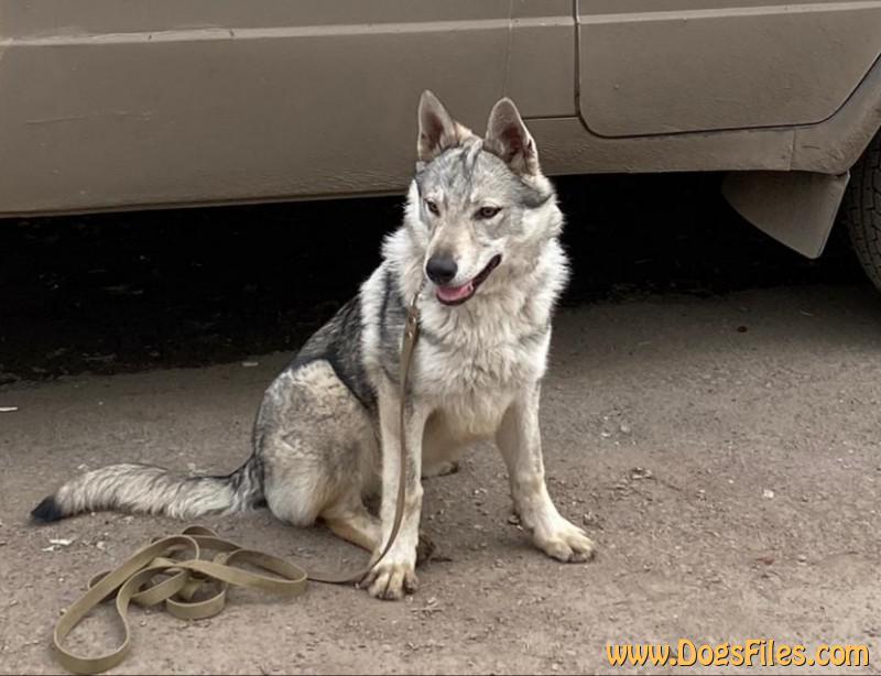 Dog Photo