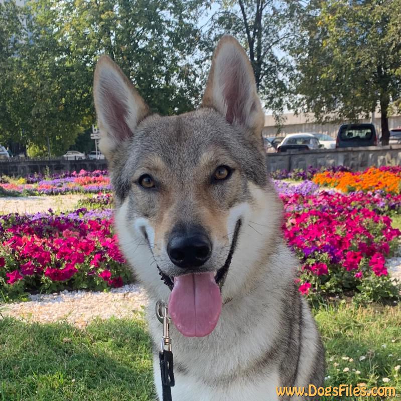 Dog Photo