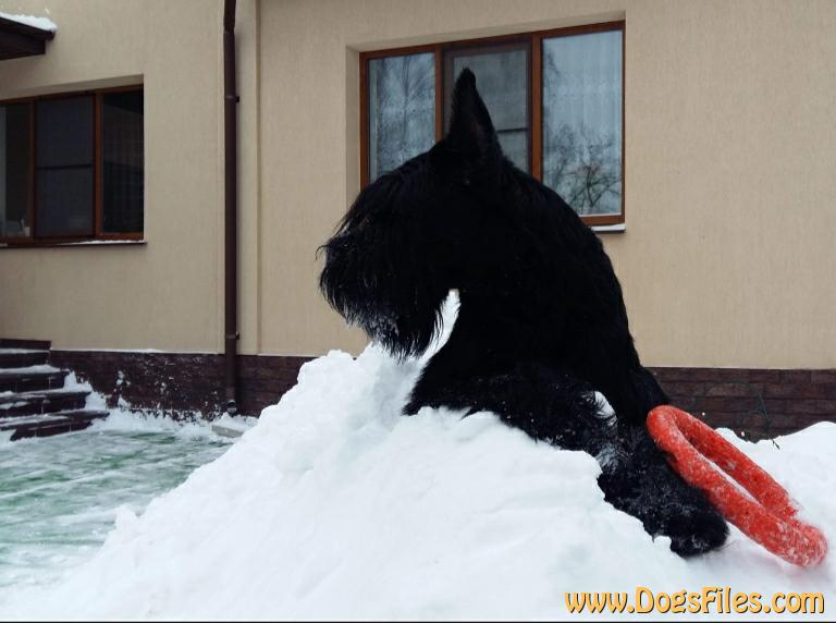Dog Photo