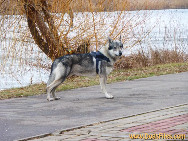 Dog Photo