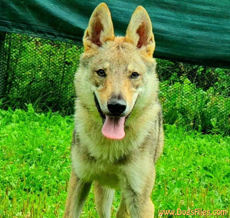 Dog Photo