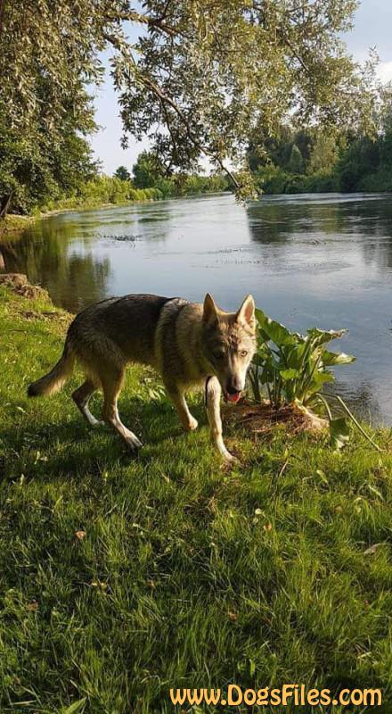 Dog Photo