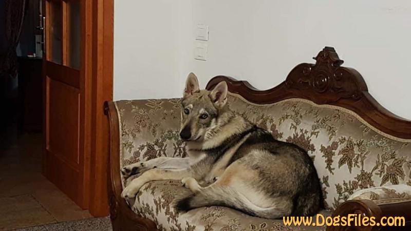 Dog Photo