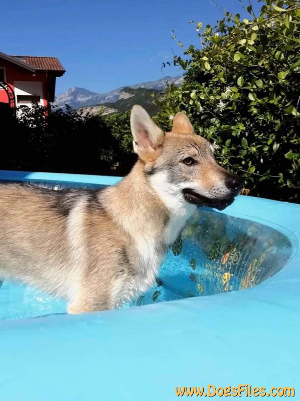 Dog Photo
