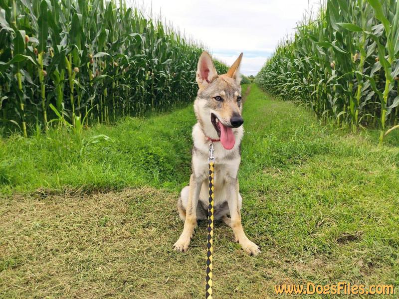 Dog Photo
