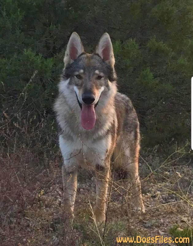 Dog Photo