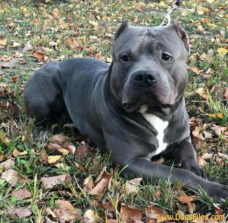 Dog Photo