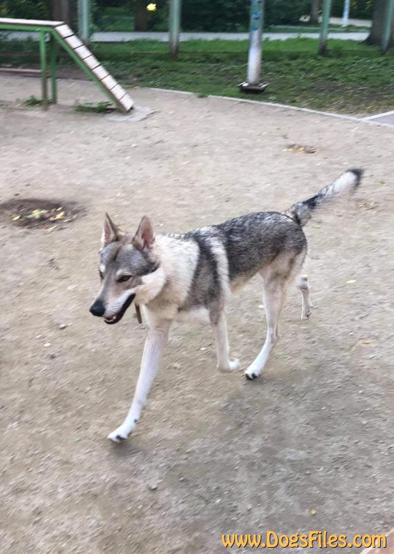 Dog Photo