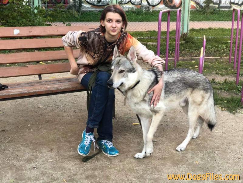 Dog Photo