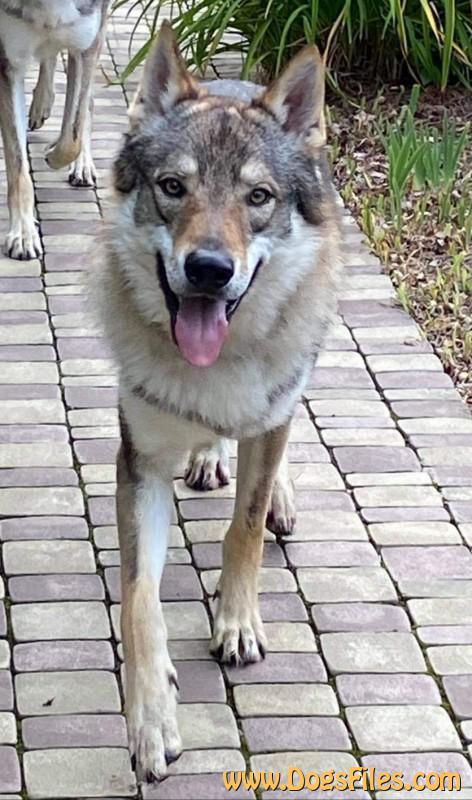 Dog Photo