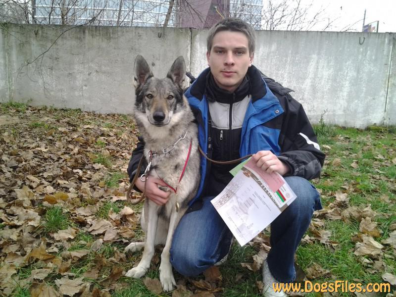 Dog Photo