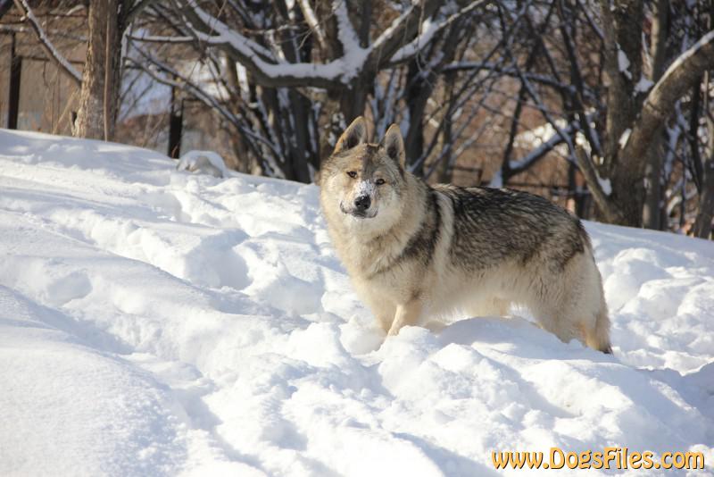 Dog Photo