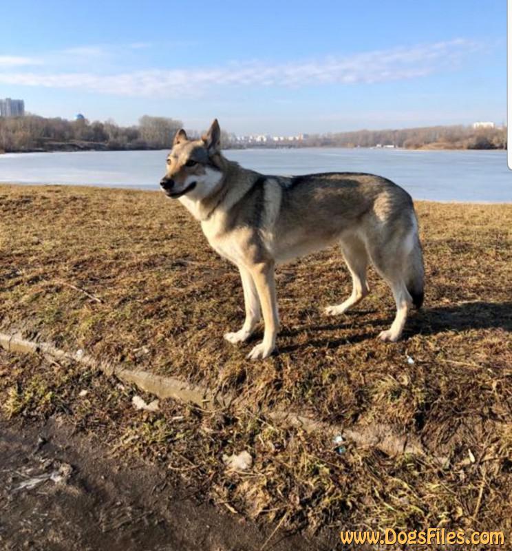 Dog Photo