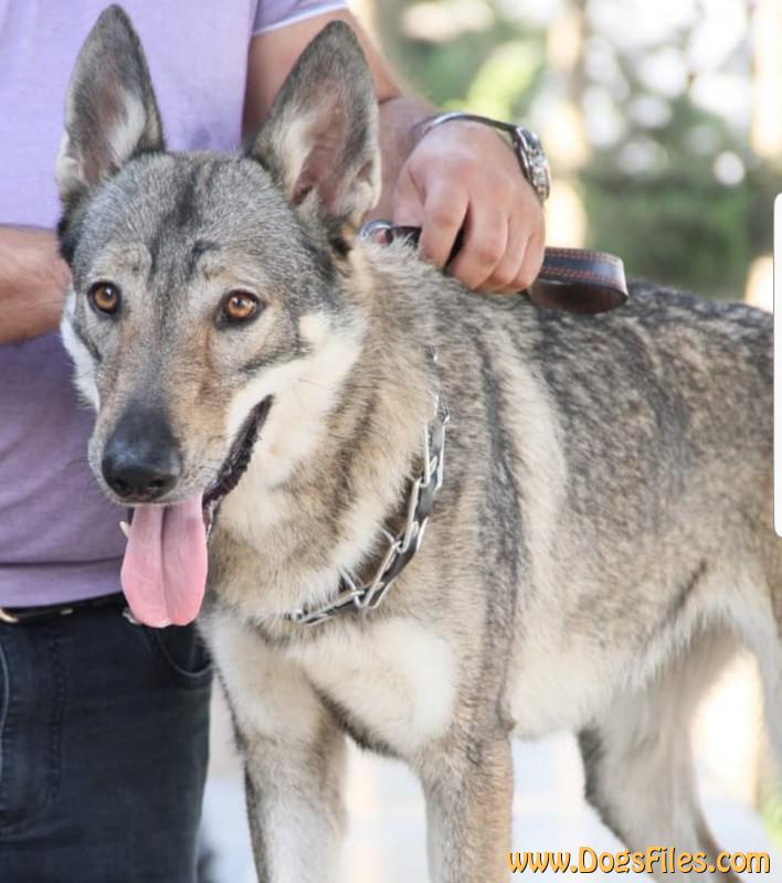 Dog Photo