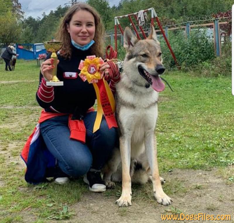 Dog Photo