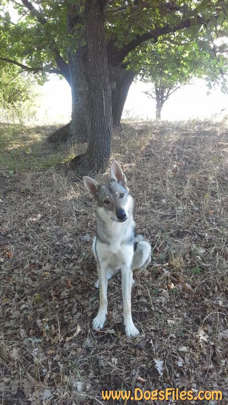 Dog Photo