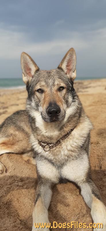 Dog Photo