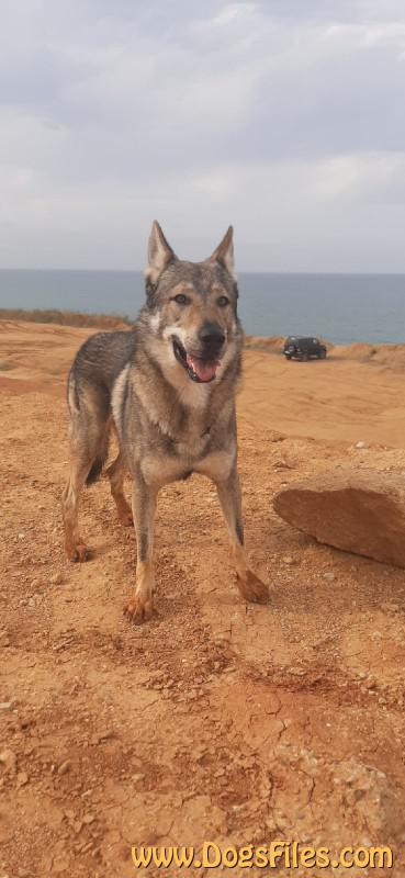 Dog Photo