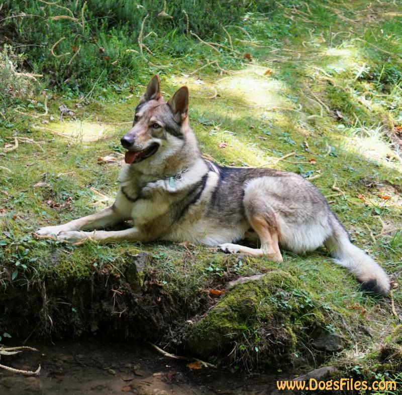 Dog Photo