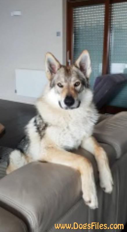 Dog Photo