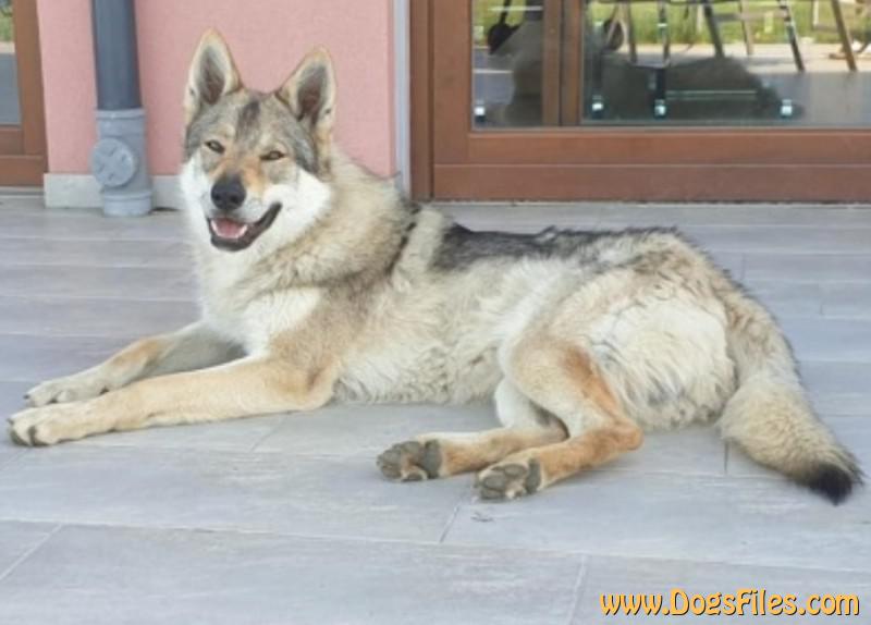 Dog Photo