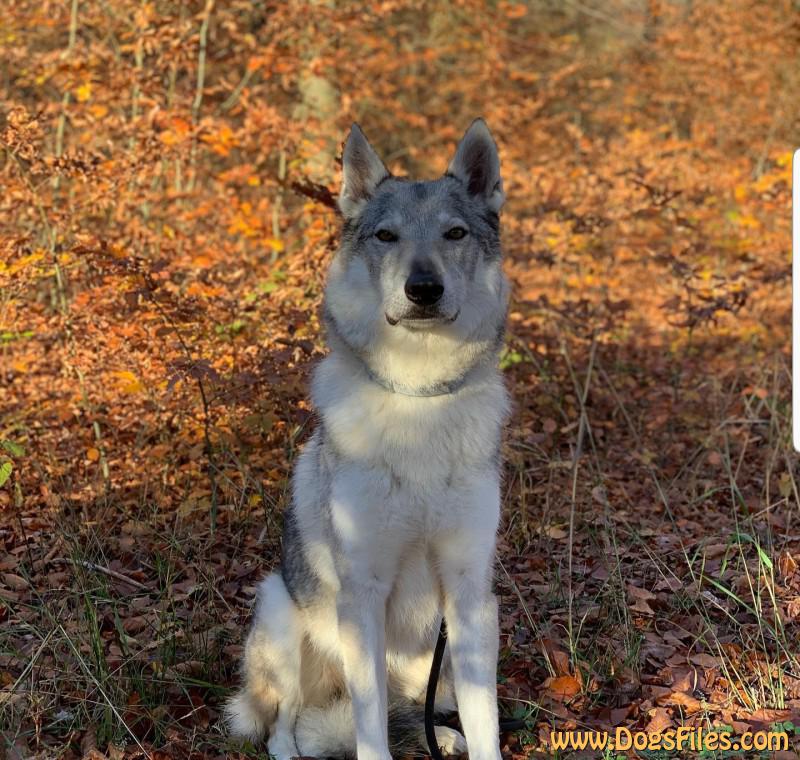 Dog Photo