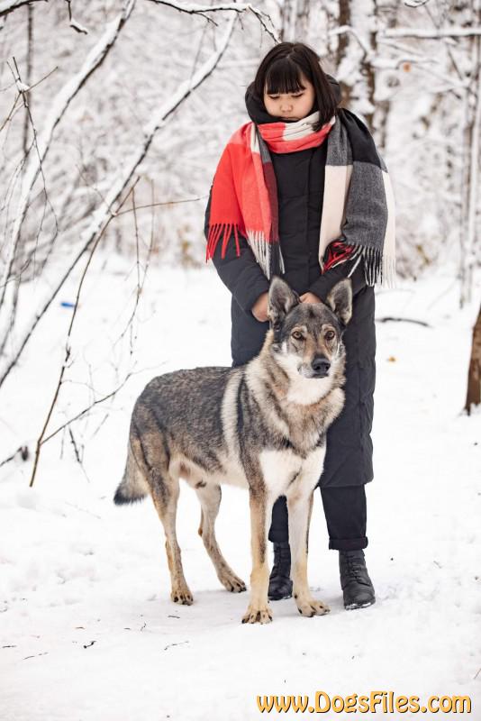 Dog Photo