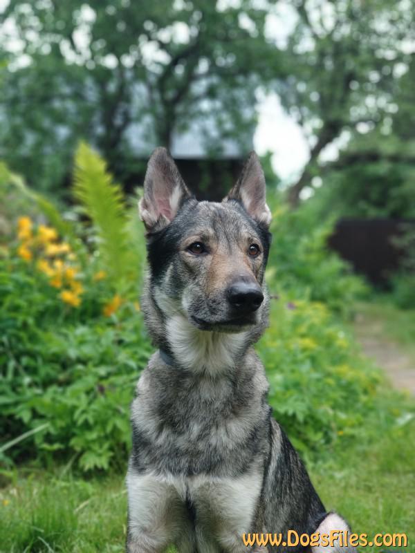 Dog Photo