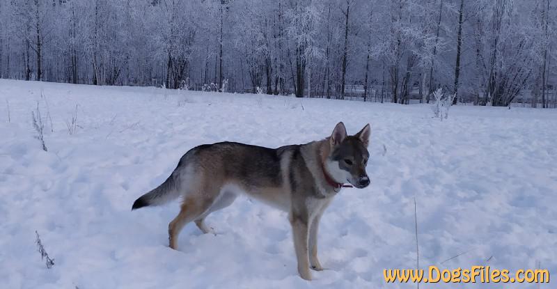 Dog Photo