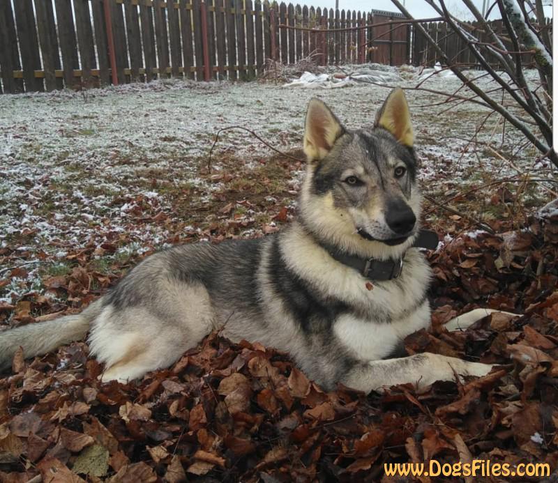 Dog Photo