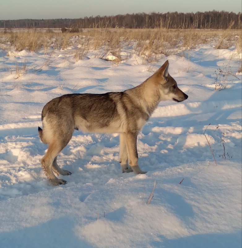 Dog Photo