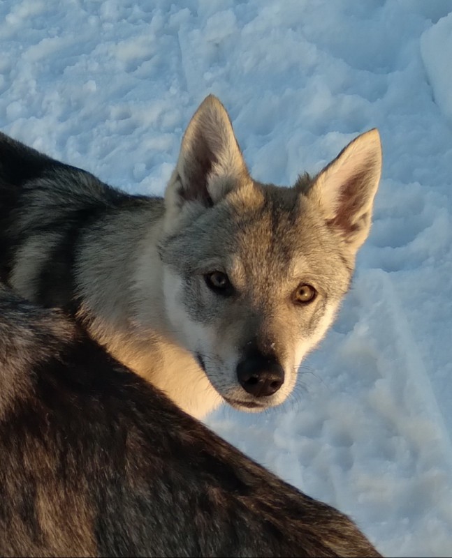 Dog Photo