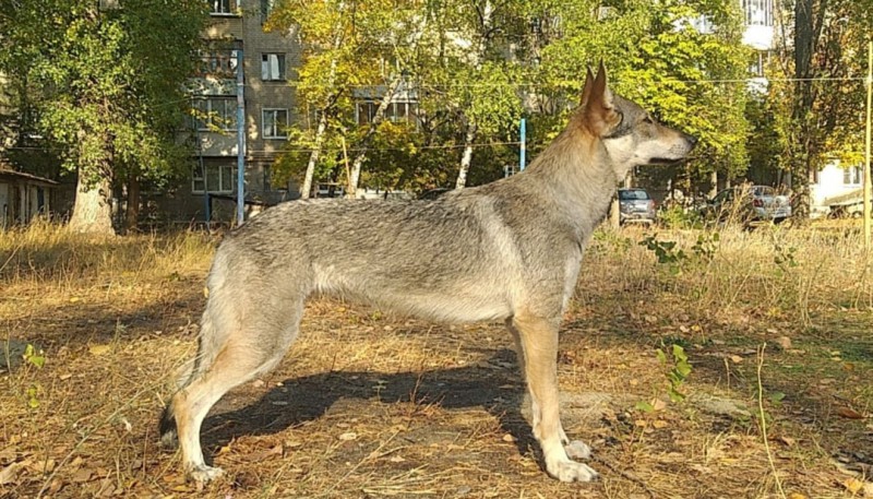 Dog Photo