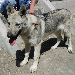 Dog Photo