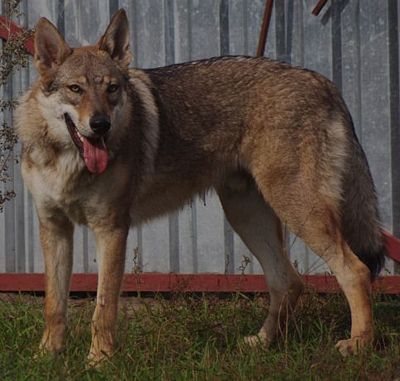 Dog Photo