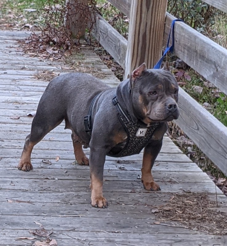 Dog Photo