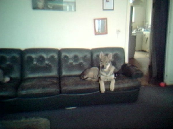 Dog Photo