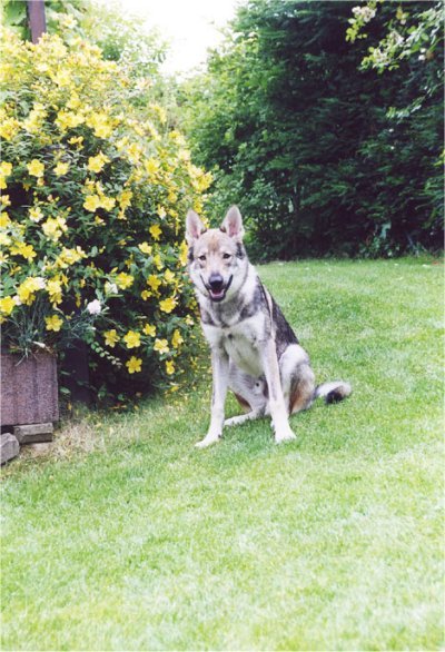 Dog Photo