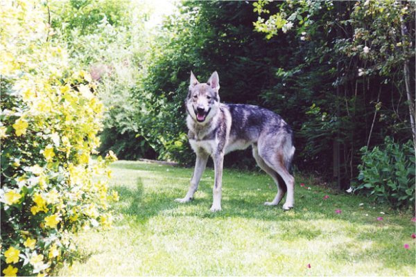 Dog Photo