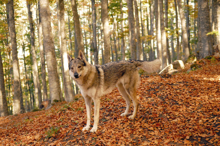Dog Photo