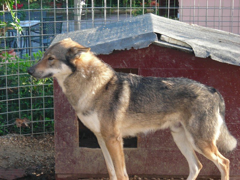 Dog Photo